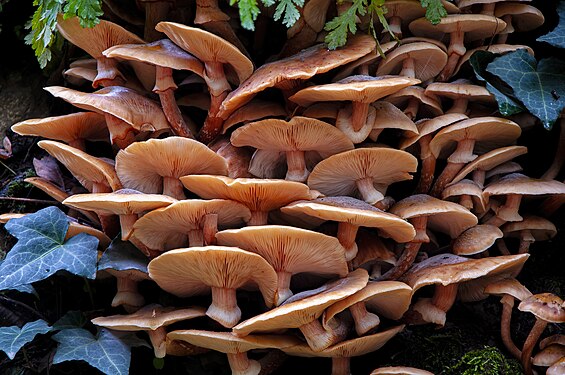 It grows in humid environments in the forest on the slopes of Uludağ in Bursa. Different types can also be seen on the tree trunk. User:Arif miletli