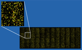 <span class="mw-page-title-main">Microarray analysis techniques</span>