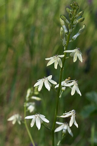 <span class="mw-page-title-main">Tecophilaeaceae</span> Family of flowering plants