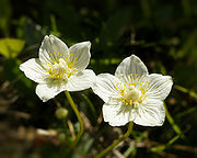 Parnassia palustris