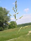 Poa angustifolia1.JPG