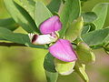 Polygala myrtifolia (viễn chí) của họ Polygalaceae