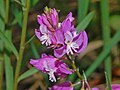 Stór silkibond (Polygala vulgaris)