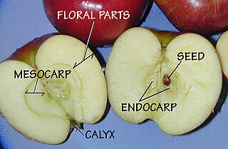 <span class="mw-page-title-main">Pome</span> Fruit with apple-like features