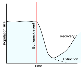 <span class="mw-page-title-main">Population bottleneck</span> Effects of a sharp reduction in numbers on the diversity and robustness of a population