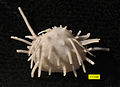 Productid brachiopod ventral valve; Roadian, Guadalupian (Middle Permian); Glass Mountains, เท็กซัส