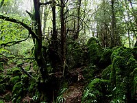 The scenes in the forest were filmed at Puzzlewood in the Forest of Dean. Puzzlewood.jpg