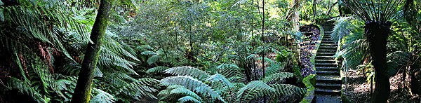 Rainforest walk - National Botanical Gardens Canberra