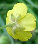 Ranunculus japonicus