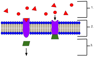 <span class="mw-page-title-main">Receptor (biochemistry)</span> Protein molecule receiving signals for a cell