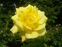 'Anneliese Rothenberger' Rosa Anneliese Rothenberger.JPG