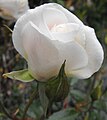 Rosa floribunda 'Iceberg'