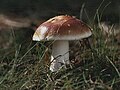 Tikroji ūmėdė (Russula vesca)