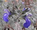 Salvia chamaedryoides