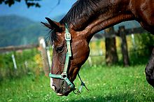 Tête d'un cheval bai en licol le nez dans l'herbe.