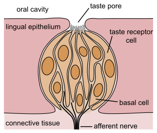 <span class="mw-page-title-main">Taste</span> Sense of chemicals on the tongue