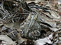 American toad