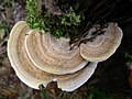 Trametes suaveolens