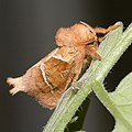 Trodia sylvina