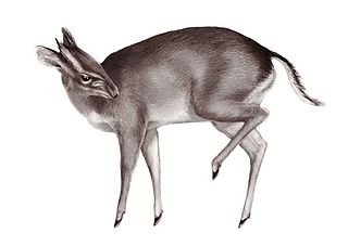 <span class="mw-page-title-main">Walter's duiker</span> Species of deer