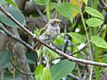 White-eyed vireo (Vireo griseus bermudianus) in Bermuda