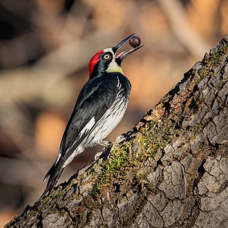 Acorn woodpecker