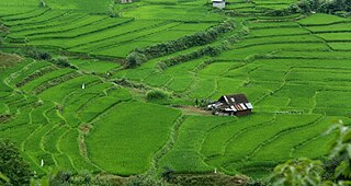 <span class="mw-page-title-main">Agriculture in Iran</span>