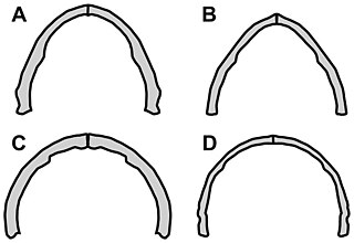 <i>Vesperopterylus</i> Genus of anurognathid pterosaur from the Early Cretaceous