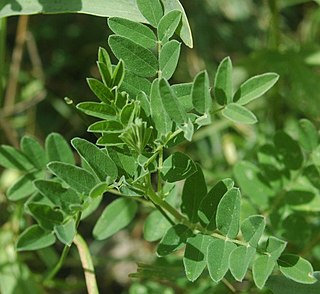 <i>Astragalus propinquus</i> Species of plant