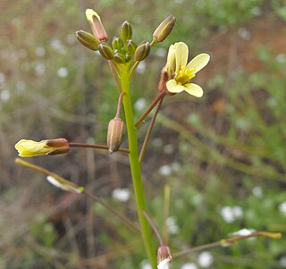 <i>Brassica tournefortii</i> Species of flowering plant