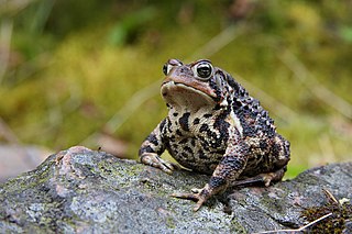 <span class="mw-page-title-main">American toad</span> Species of amphibian