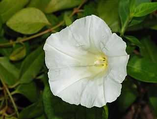 <i>Calystegia sepium</i> Species of flowering plant in the family Convolvulaceae