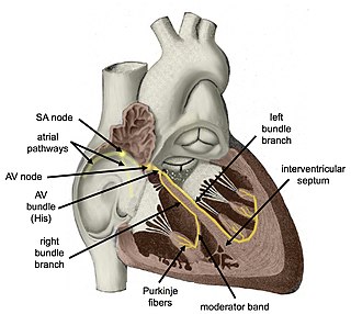 <span class="mw-page-title-main">Cardiac conduction system</span> Aspect of heart function