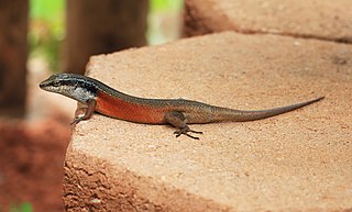 <i>Carlia longipes</i> Species of lizard