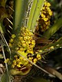 Female flowers