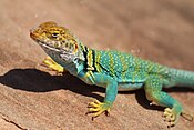 Collared Lizard Closeup.jpg