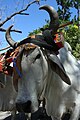 Español: Buey con yugo tradicional English: Costa Rican Oxen with typical headdress