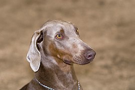 Doberman Fawn 001.jpg