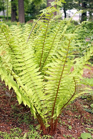 <i>Dryopteris crassirhizoma</i> Species of fern