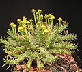 Euphorbia flanaganii