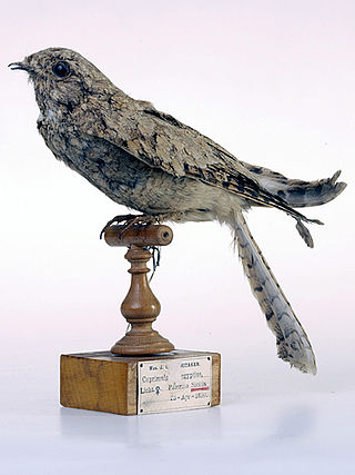 <span class="mw-page-title-main">Egyptian nightjar</span> Species of bird