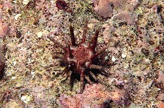 <i>Eucidaris metularia</i> Species of echinoderm