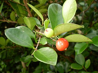 <i>Eugenia reinwardtiana</i> Species of shrub