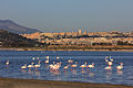 Stagno di Molentargius, Cagliari