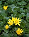 Kirkjubøsólja (Ranunculus ficaria)