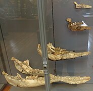 Lower jaw of Gomphotherium angustidens (bottom) showing elongate mandibular symphysis and lower tusks at their tips