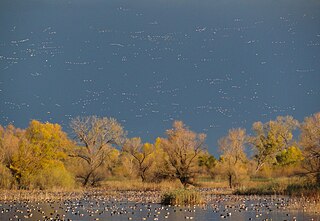 <span class="mw-page-title-main">Flyway</span> Flight path used by large numbers of migrating birds