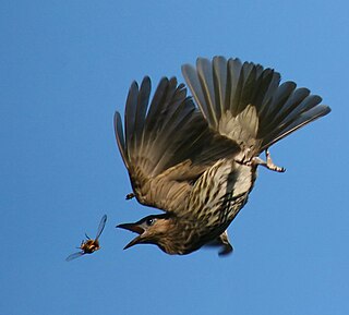 <span class="mw-page-title-main">Hawking (birds)</span> Feeding strategy in birds involving catching flying insects in the air