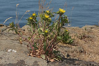 <i>Grindelia</i> Genus of flowering plants