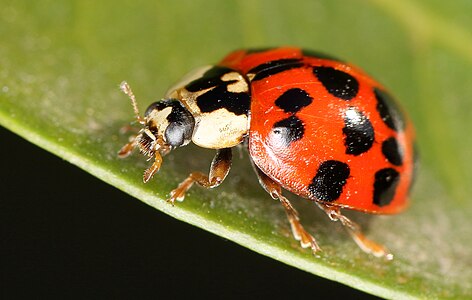 Harmonia axyridis